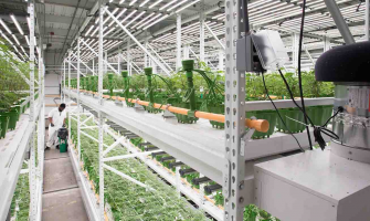 From Seedling to Harvest: Best LED Light Settings for Each Growth Stage