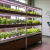 Grow Smarter, Not Harder: The New Era of Energy-Efficient Horticulture Lighting