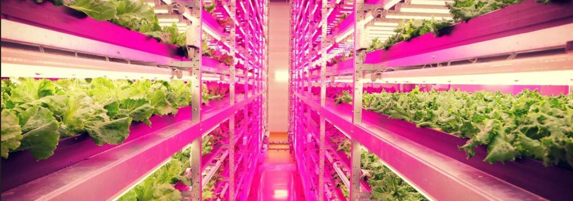 Why Full Spectrum LEDs Are the Future of Hydroponics Why Full Spectrum LEDs Are the Future of Hydroponics