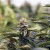 Maximizing Yields: Tips for Using LED Grow Lights